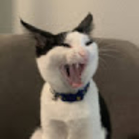 katiekat8195